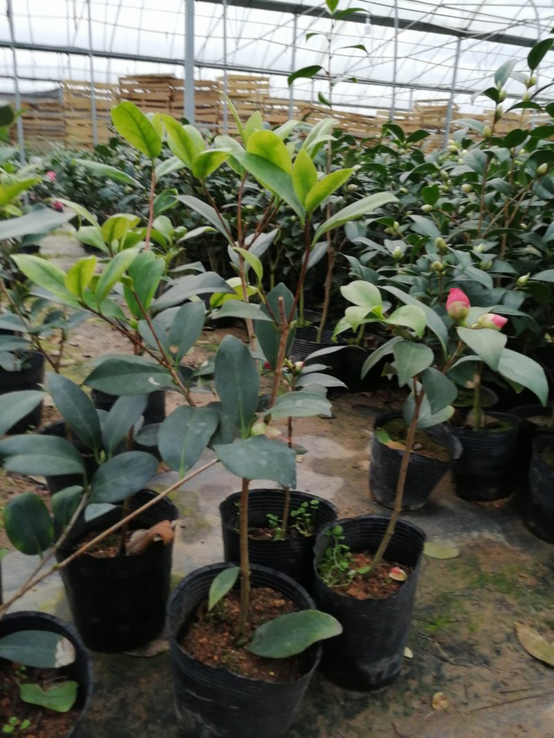赛玫瑰茶花四季茶花牛西奥雕石茶花。长方包对版品种。