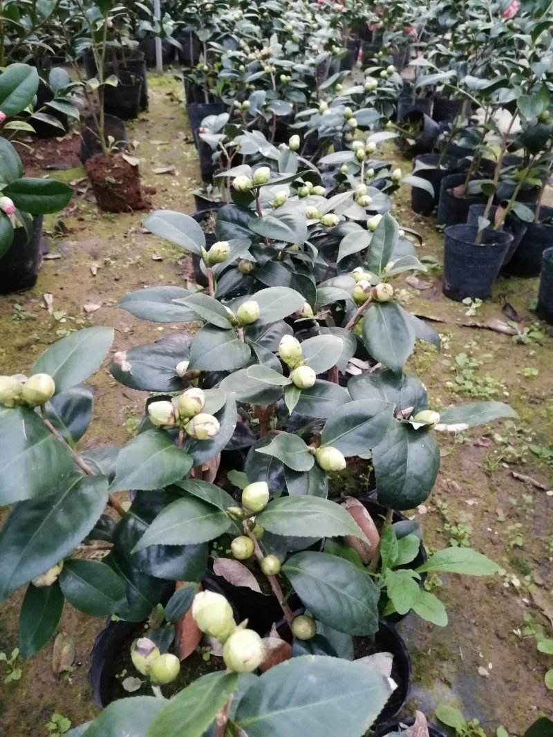 赛玫瑰茶花四季茶花牛西奥雕石茶花。长方包对版品种。