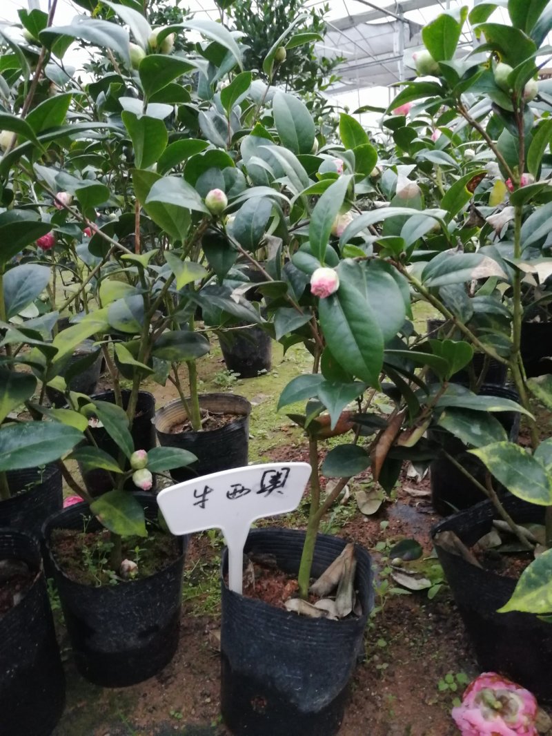 赛玫瑰茶花四季茶花牛西奥雕石茶花。长方包对版品种。