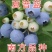 夏普蓝蓝莓苗南方品种蓝莓南北方种植蓝莓苗现挖现卖盆栽地
