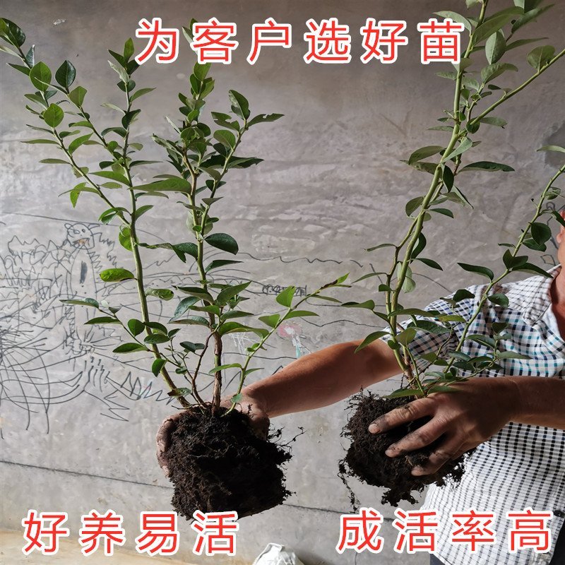 夏普蓝蓝莓苗南方品种蓝莓南北方种植蓝莓苗现挖现卖盆栽地