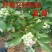 夏普蓝蓝莓苗南方品种蓝莓南北方种植蓝莓苗现挖现卖盆栽地