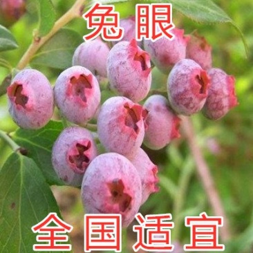 兔眼蓝莓苗品种蓝莓树苗全国适合种植南北方种植结果蓝莓树苗