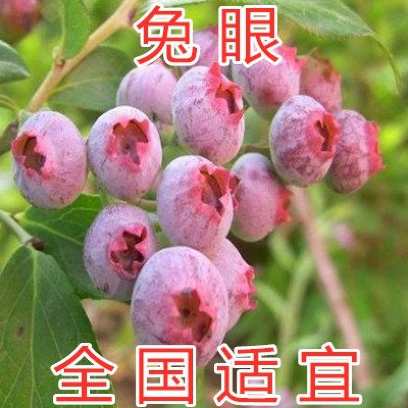 兔眼蓝莓苗品种蓝莓树苗全国适合种植南北方种植结果蓝莓树苗
