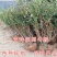 兔眼蓝莓苗品种蓝莓树苗全国适合种植南北方种植结果蓝莓树苗
