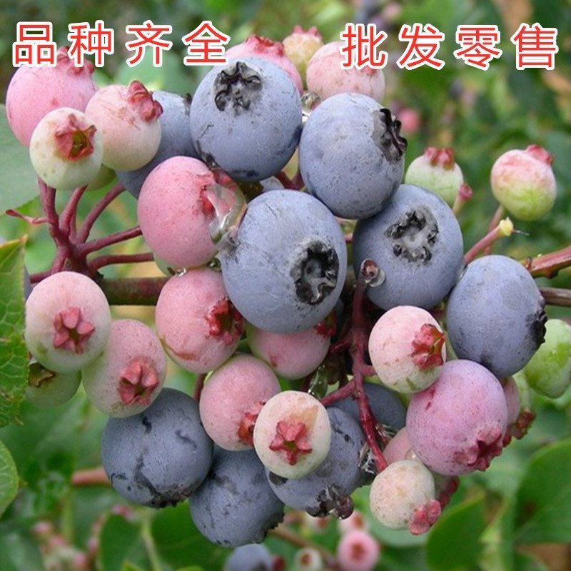 兔眼蓝莓苗品种蓝莓树苗全国适合种植南北方种植结果蓝莓树苗