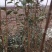 李子苗嫁接美国黑布林李子树苗水果苗李子苗种植庭院盆栽