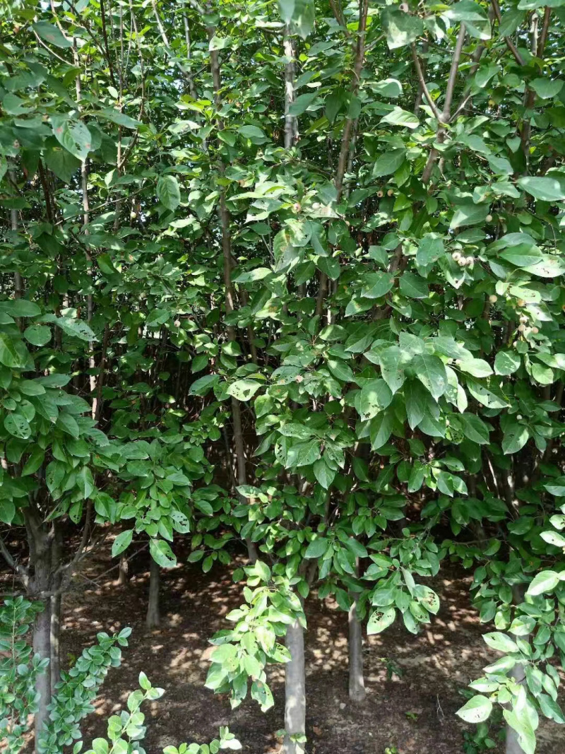 沂蒙垂丝海棠，1公分3公分5公分6公分8公分1-25公分