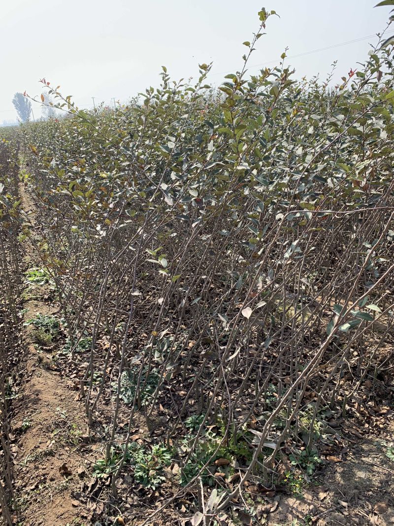 沂蒙垂丝海棠，1公分3公分5公分6公分8公分1-25公分
