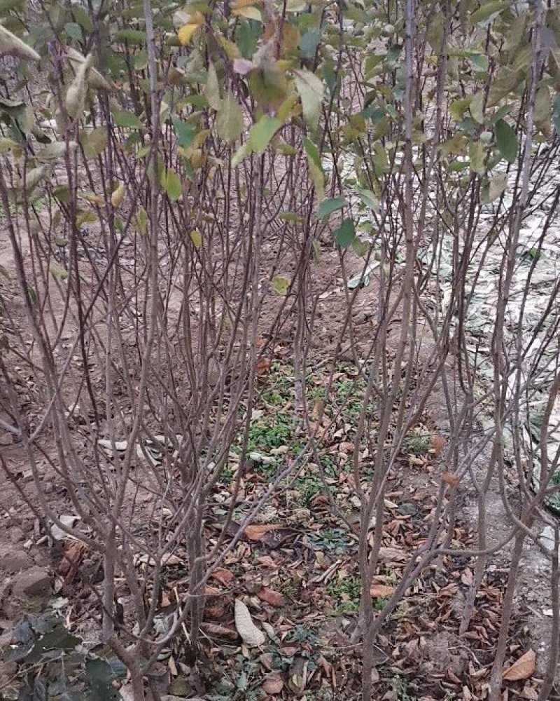 李子苗嫁接西梅皇后李树苗水果苗李子苗南方北方种植庭院盆栽