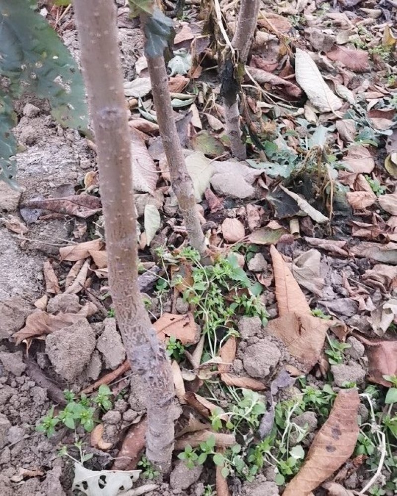 李子苗嫁接西梅皇后李树苗水果苗李子苗南方北方种植庭院盆栽