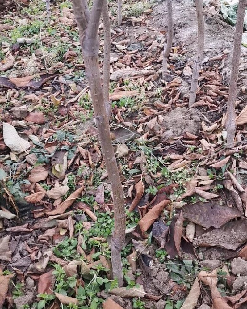 李子苗嫁接西梅皇后李树苗水果苗李子苗南方北方种植庭院盆栽