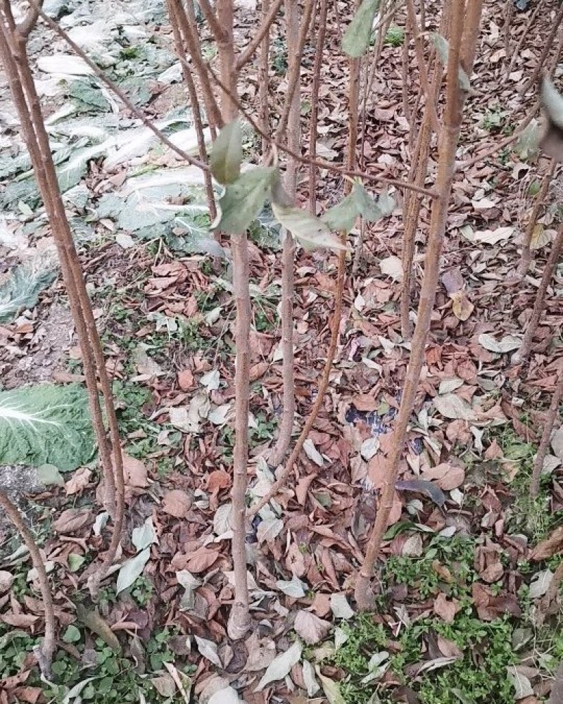 李子树苗南方北方种植脆红李子树苗庭院盆栽地栽当年结果