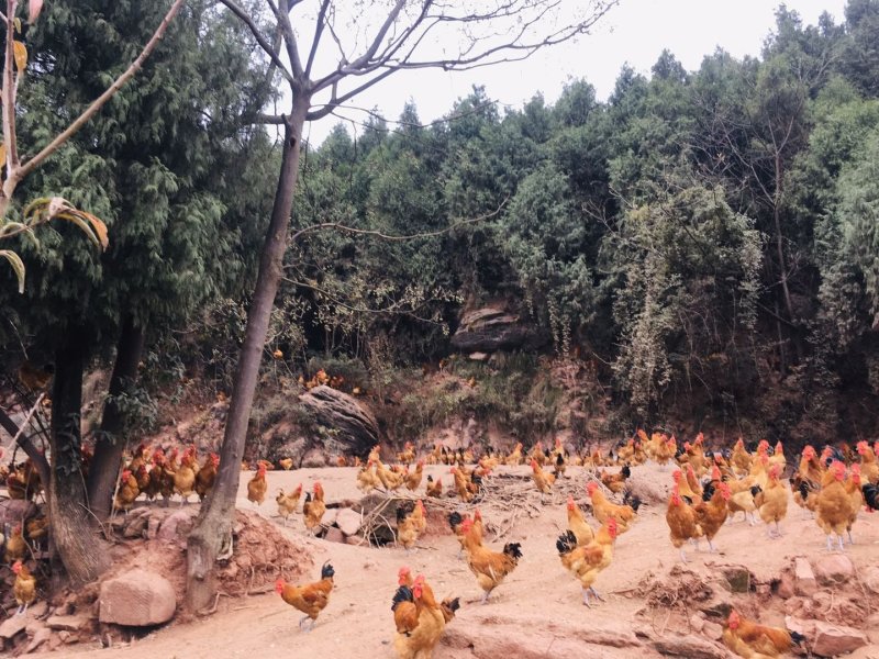 跑山鸡