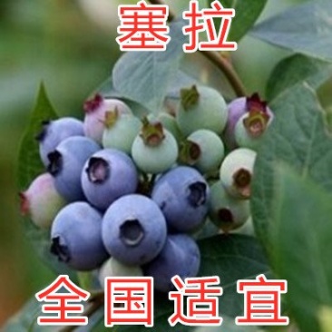 塞拉蓝莓全国种植南北方种植适应蓝莓苗现挖现卖蓝莓苗品种苗