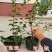 塞拉蓝莓全国种植南北方种植适应蓝莓苗现挖现卖蓝莓苗品种苗
