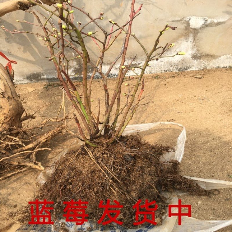 塞拉蓝莓全国种植南北方种植适应蓝莓苗现挖现卖蓝莓苗品种苗