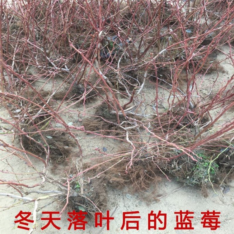 塞拉蓝莓全国种植南北方种植适应蓝莓苗现挖现卖蓝莓苗品种苗
