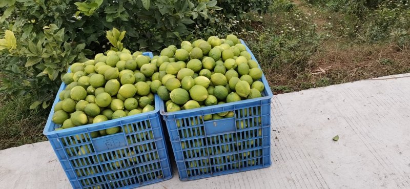 尤力克青果