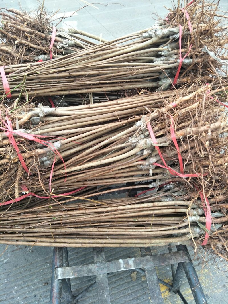 五月脆李子苗，品种纯，口感脆甜，个头大，现挖现发免费包邮