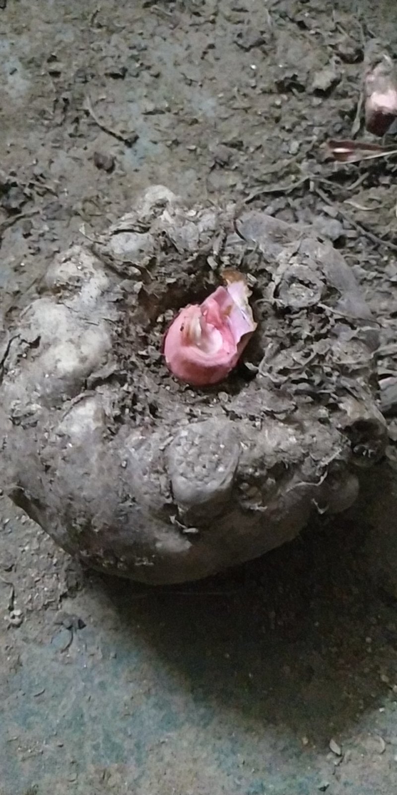 魔芋做豆腐专用，品质好，口感好
