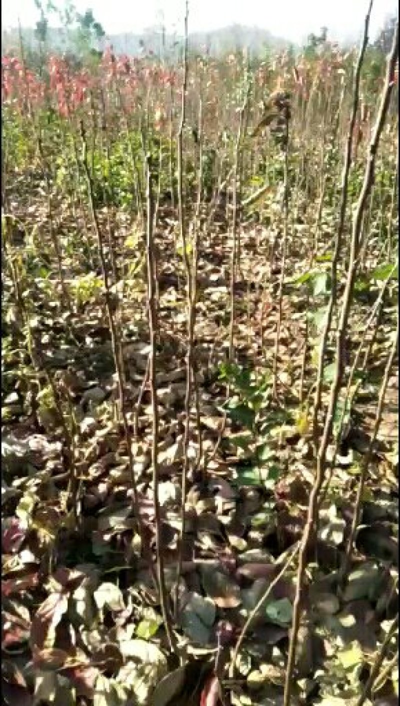 药用牡丹苗，一年生至三年生的都有，联系一亩用