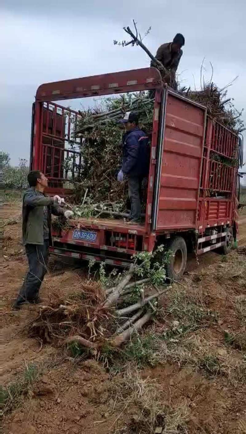苹果树345公分保证成活率