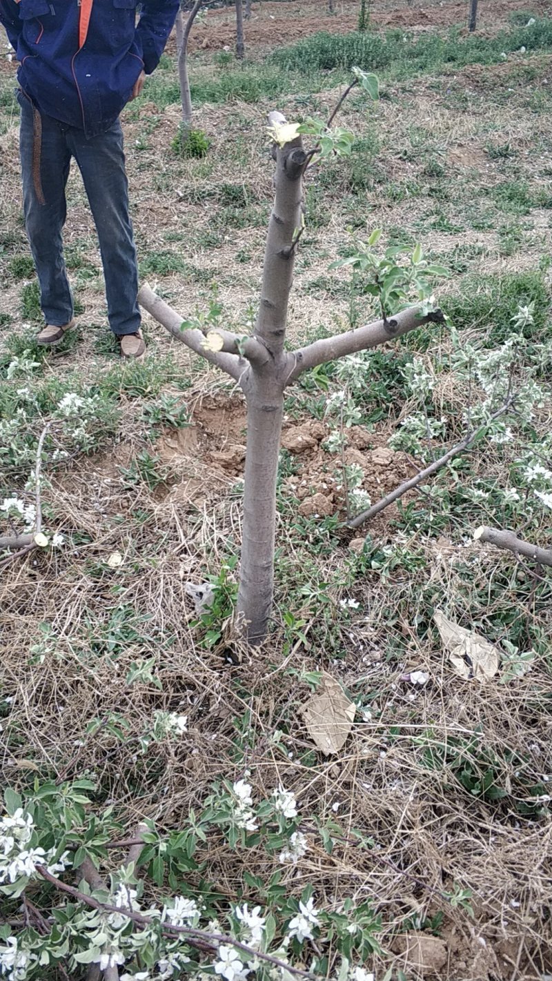 苹果树345公分保证成活率