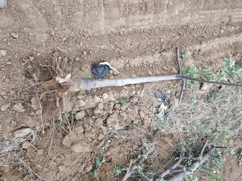 苹果树345公分保证成活率