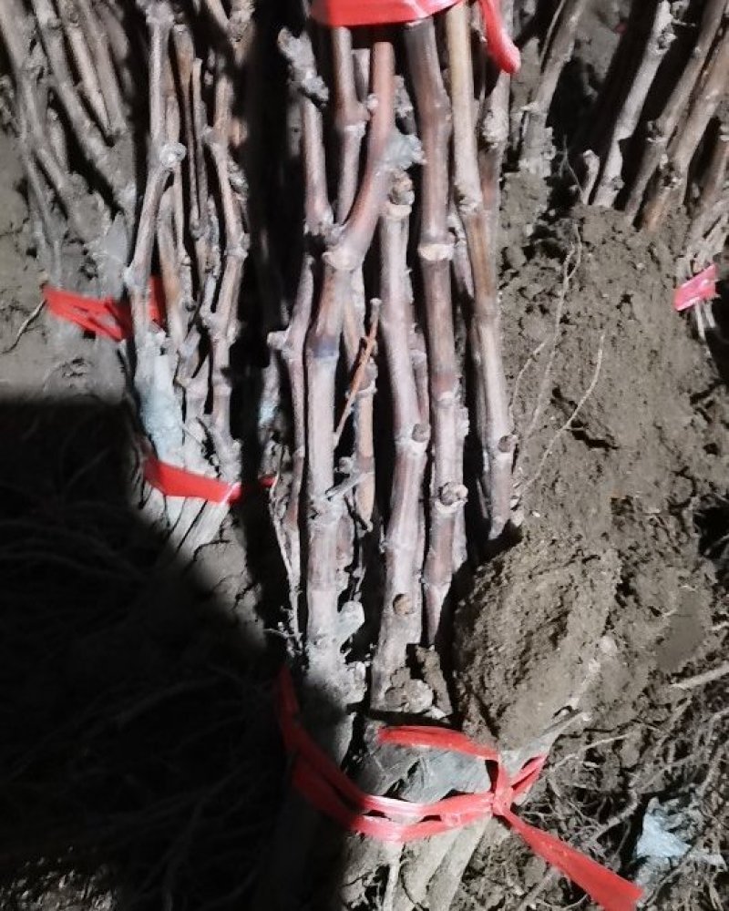 妮娜皇葡萄树苗果树苗葡萄苗盆栽室内爬藤南北方品种种植当年