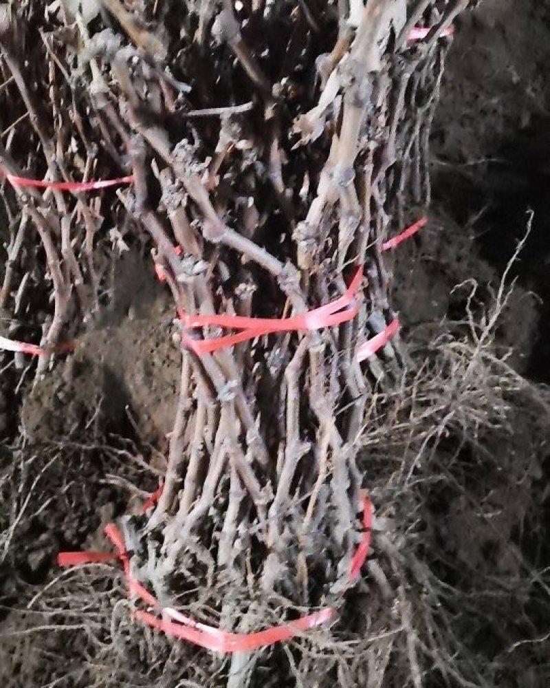 玫瑰香葡萄树苗果树苗葡萄苗盆栽室内爬藤南北方品种种植当年