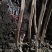 脆柿子苗嫁接柿子树苗水果苗南北方种植当年挂果包成活