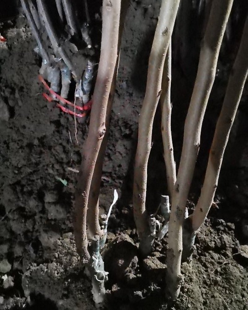 脆柿子苗嫁接柿子树苗水果苗南北方种植当年挂果包成活
