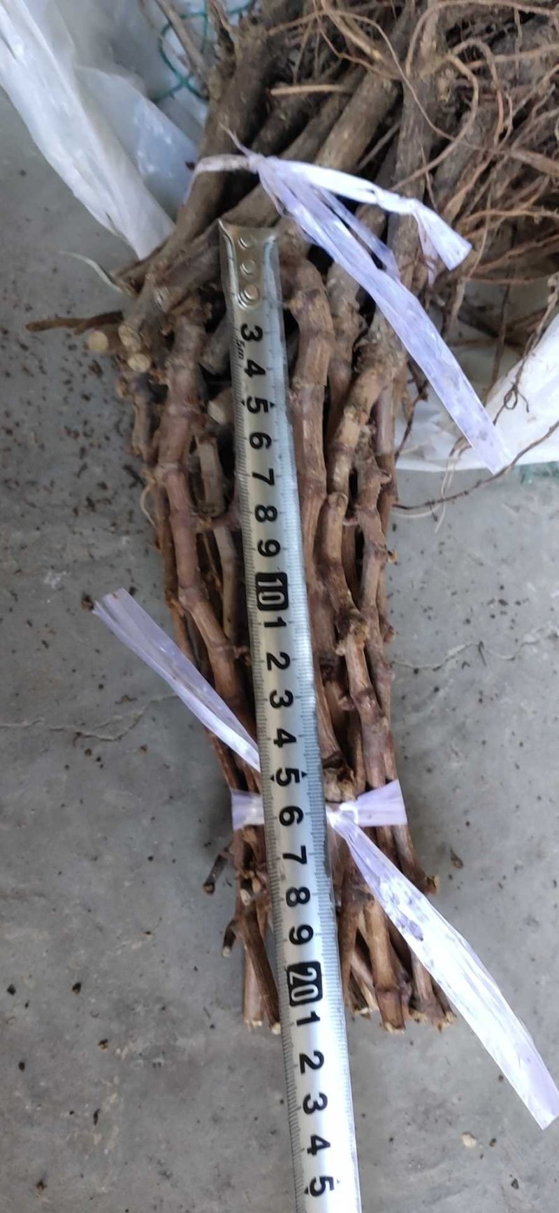 占地葡萄苗不分品种保证质量