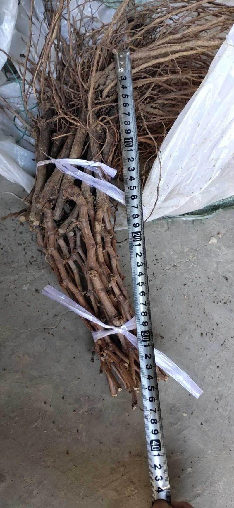 占地葡萄苗不分品种保证质量