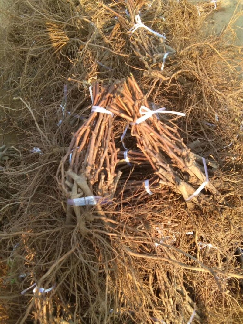 占地葡萄苗不分品种保证质量