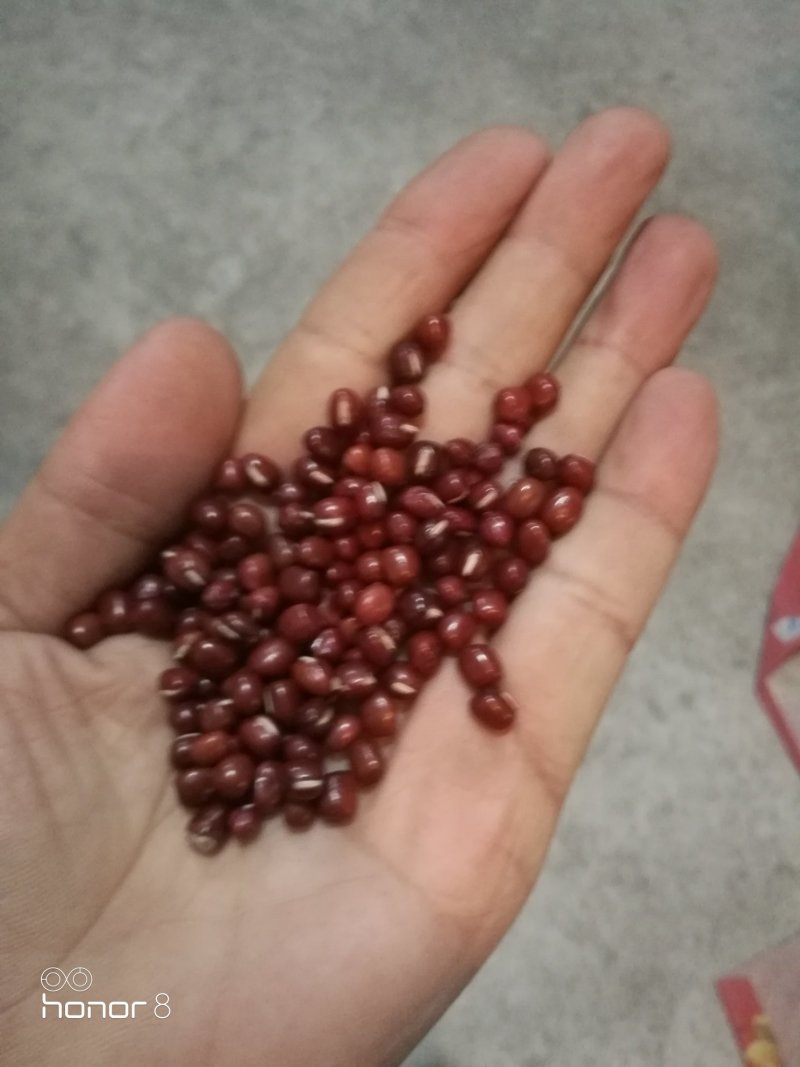 红小豆，普通粒，林甸红小豆！馅料加工红小豆！