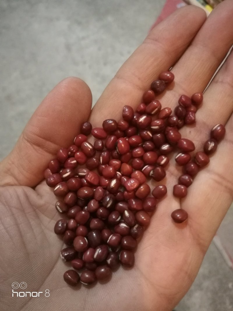 红小豆，普通粒，林甸红小豆！馅料加工红小豆！