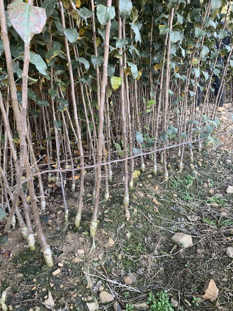 华硕苹果苗红露苹果苗鲁丽苹果苗苹果苗免费技术指