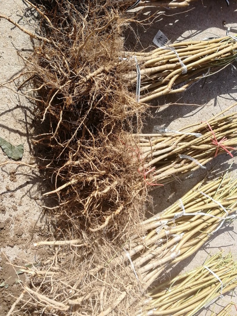 玉妃桃脆甜好吃不用套袋基地发货保湿邮寄！山东泰山区