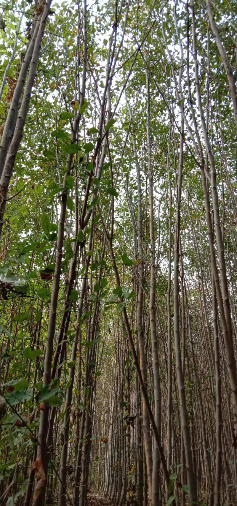 彩叶海棠，花叶海棠，绚丽海棠，垂丝海棠，沂蒙垂丝海棠，