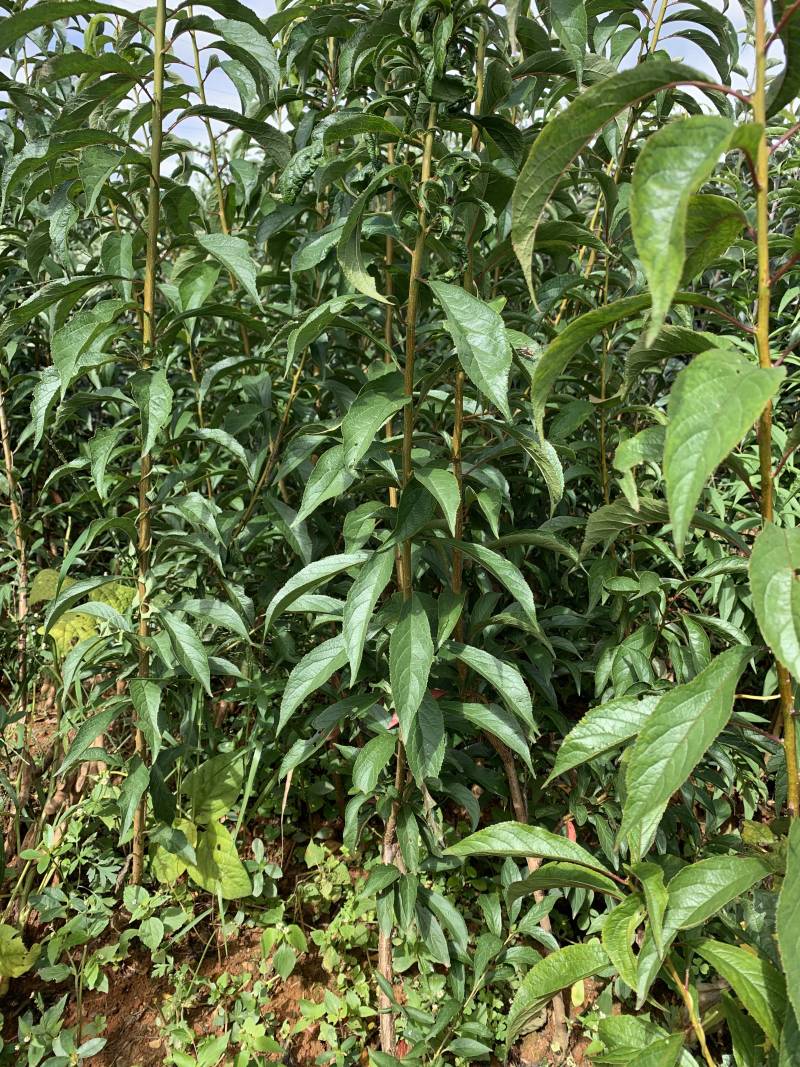 蜂糖李子苗，李子苗，清脆李子苗，品种纯正，免费技术指导