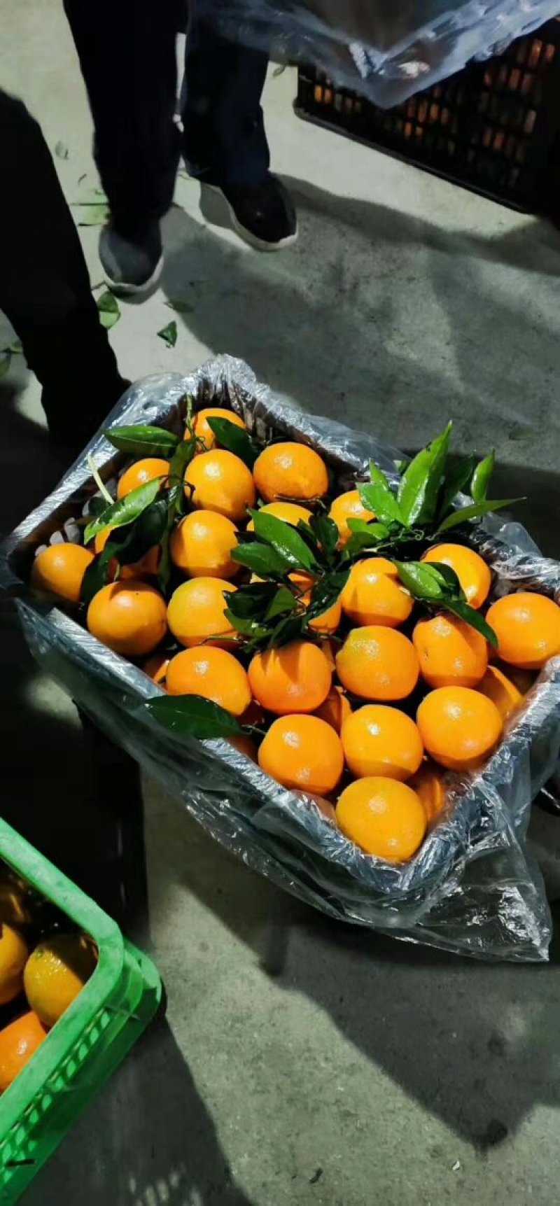 纽荷尔脐橙，肉质脆甜汁多可代发全国各地对接电商平台社区团