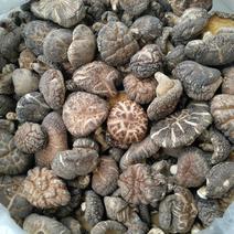 仿野生椴木木头茶花菇、肉质肥厚菇香味浓，干货无霉无杂