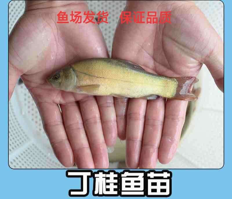 鱼苗丁桂鱼苗提供养殖技术包运输下塘货到付款