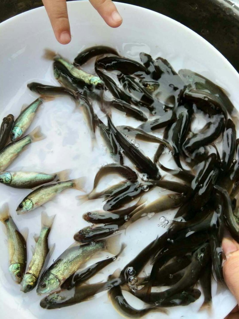 鱼苗丁桂鱼苗提供养殖技术包运输下塘货到付款