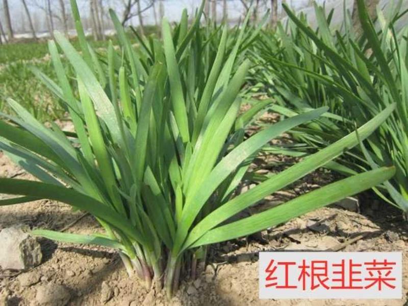 韭菜种子紫根红韭菜种子抗寒抗病高产250克。