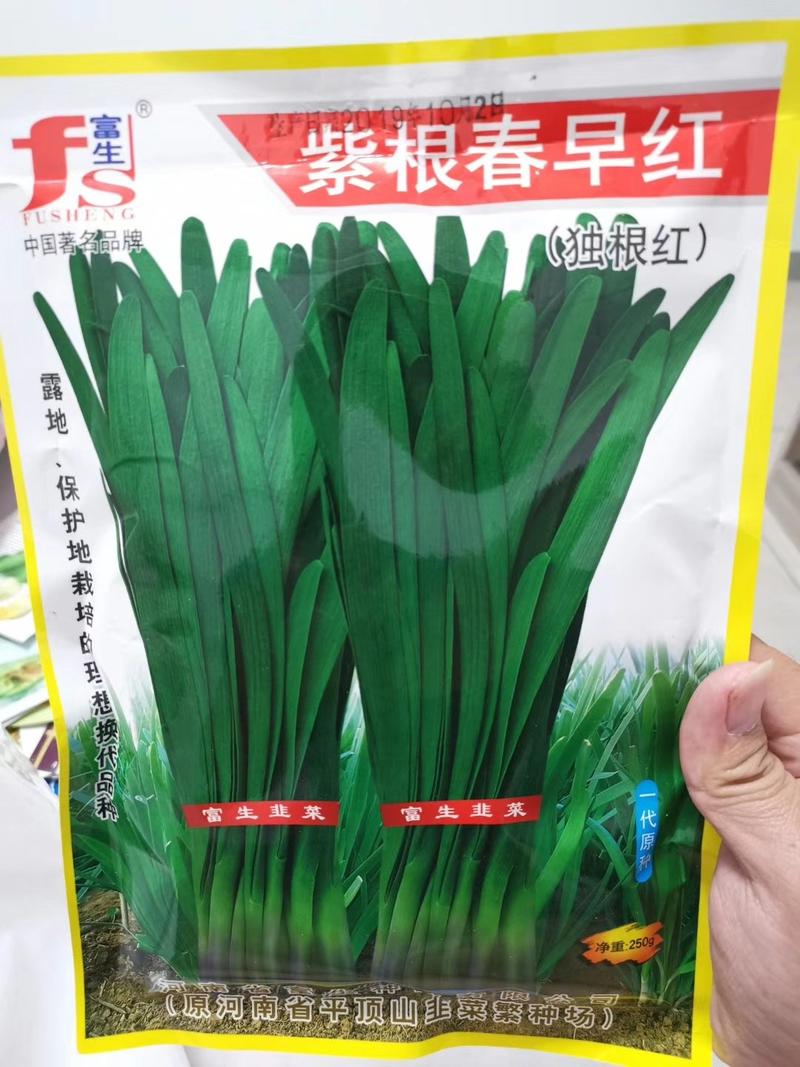 韭菜种子紫根红韭菜种子抗寒抗病高产250克。