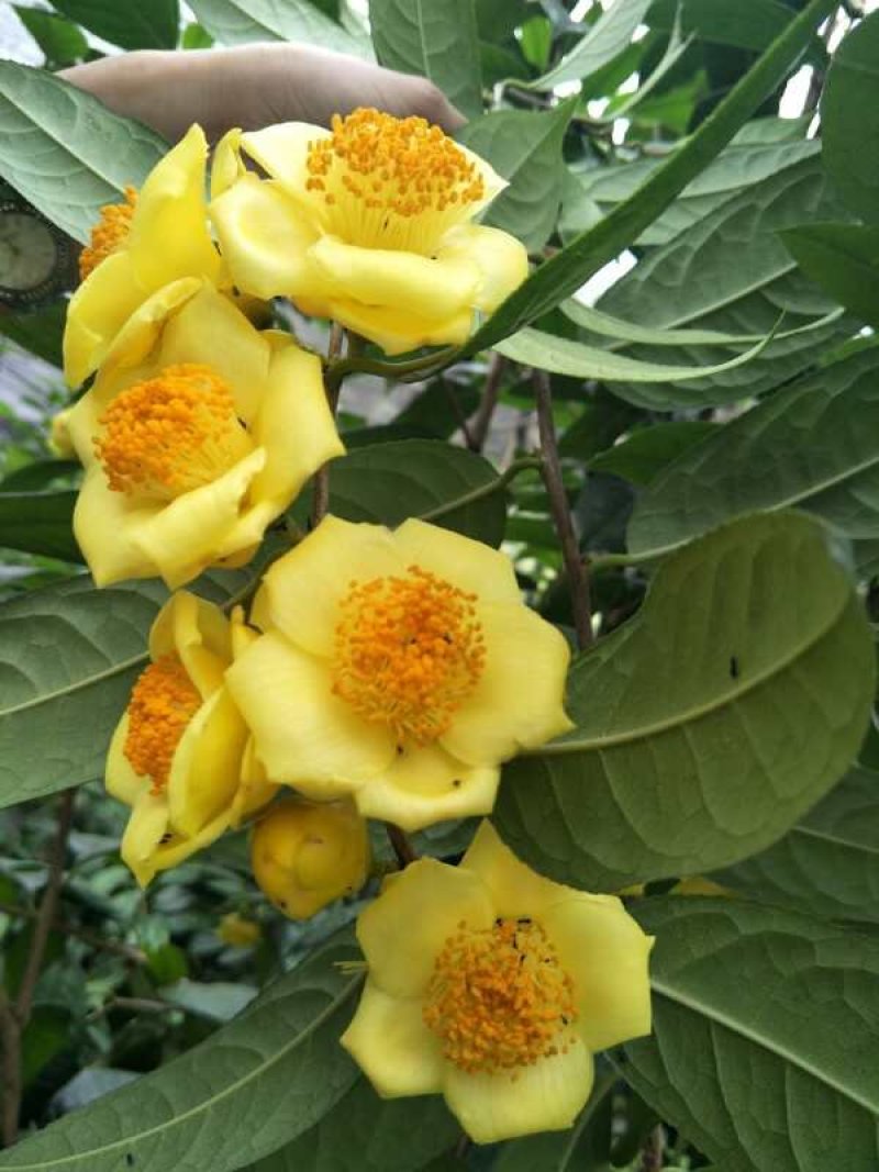 【包结花蕾】茶树苗高品质低价格基地直供品种保障