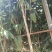 【包结花蕾】茶树苗高品质低价格基地直供品种保障